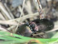Selatosomus aeneus