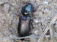 Selatosomus aeneus