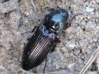 Selatosomus aeneus