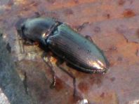 Selatosomus aeneus