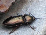 Selatosomus aeneus