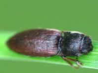 Sericus brunneus, Brauner Schnellkäfer