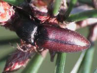 Sericus brunneus, Brauner Schnellkäfer