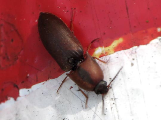 Sericus brunneus, Brauner Schnellkäfer