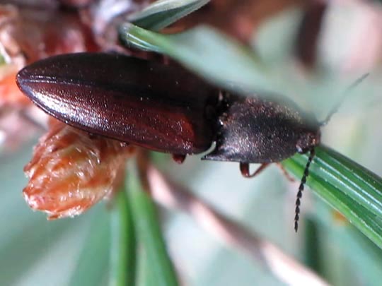 Sericus brunneus, Brauner Schnellkäfer