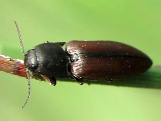 Sericus brunneus, Brauner Schnellkäfer