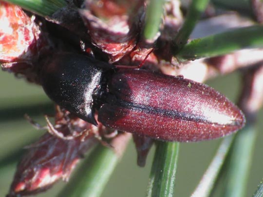 Sericus brunneus, Brauner Schnellkäfer