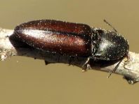 Sericus brunneus, Brauner Schnellkäfer