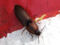 Sericus brunneus, Brauner Schnellkäfer