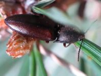 Sericus brunneus, Brauner Schnellkäfer
