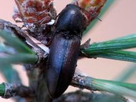 Sericus brunneus, Brauner Schnellkäfer