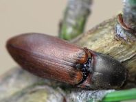 Sericus brunneus, Brauner Schnellkäfer