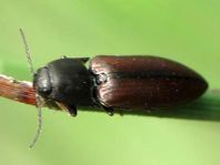 Sericus brunneus, Brauner Schnellkäfer