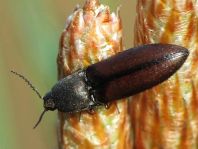 Sericus brunneus, Brauner Schnellkäfer