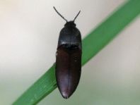 Sericus brunneus, Brauner Schnellkäfer