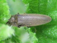 Synaptus filiformis