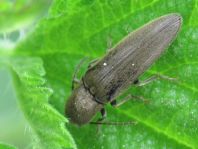 Synaptus filiformis
