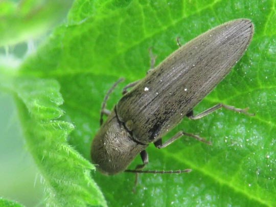 Synaptus filiformis