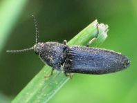 Elateridae, Schnellkäfer