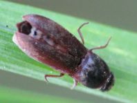Elateridae, Schnellkäfer