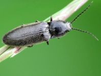 Elateridae, Schnellkäfer