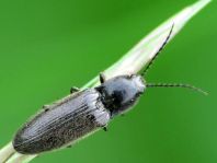 Elateridae, Schnellkäfer