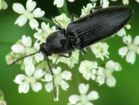 Elateridae, Schnellkäfer