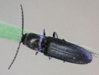 Elateridae, Schnellkäfer