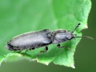 Elateridae, Schnellkäfer