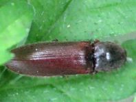Elateridae, Schnellkäfer