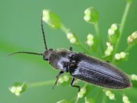 Elateridae, Schnellkäfer