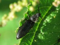 Elateridae, Schnellkäfer