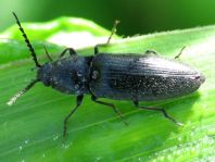 Elateridae, Schnellkäfer
