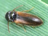 Elateridae, Schnellkäfer