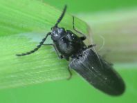 Elateridae, Schnellkäfer