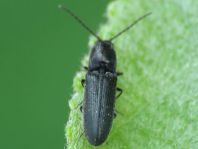 Elateridae, Schnellkäfer