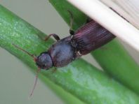 Elateridae, Schnellkäfer