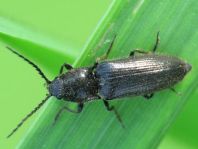 Elateridae, Schnellkäfer