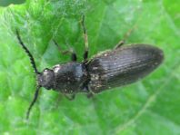 Elateridae, Schnellkäfer