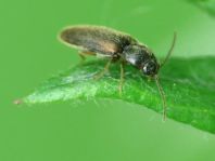 Elateridae, Schnellkäfer