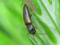 Elateridae, Schnellkäfer