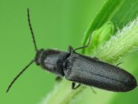 Elateridae, Schnellkäfer