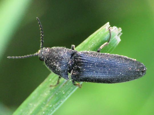 Elateridae, Schnellkäfer