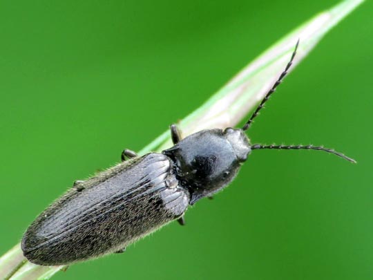 Elateridae, Schnellkäfer
