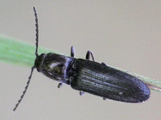 Elateridae, Schnellkäfer