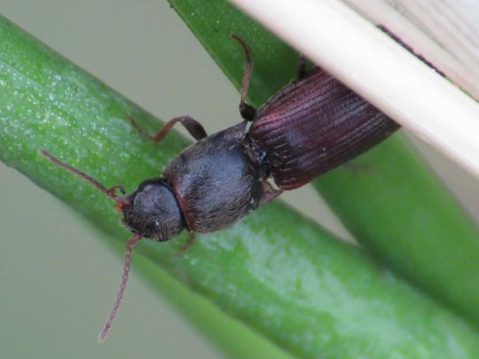 Elateridae, Schnellkäfer