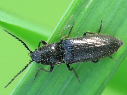 Elateridae, Schnellkäfer