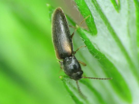 Elateridae, Schnellkäfer