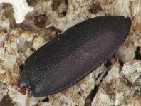 Balkenschröter, Dorcus parallelipipedus