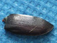 Balkenschröter, Dorcus parallelipipedus
